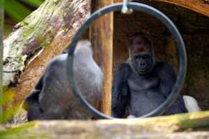 GORILLAS-22NOV22(4)